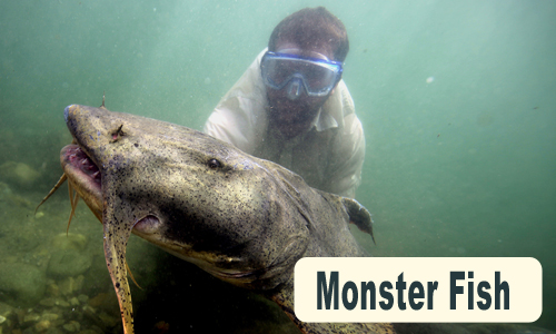 monster fish project