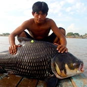 Giant Barb fish thumbnail