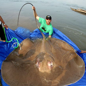 Giant Stingray thumbnail