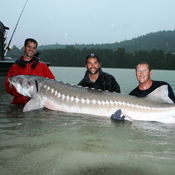 White Sturgeon on the Fraser River
