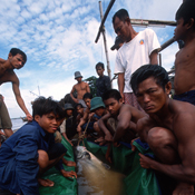 Mekong Giant Cat Fish photo 1