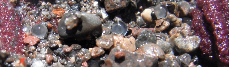 Underwater view of Lake Tahoe