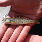Juvenile Brown Trout found in Lake Tahoe