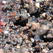 Lahontan Redside Shiner eggs