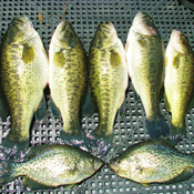 Largemouth Bass in Lake Tahoe