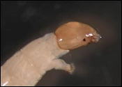 Chironomid